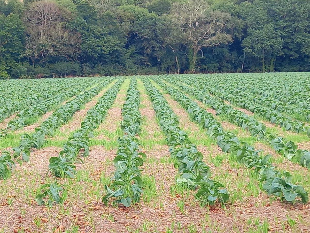 Field Hut Villa Wadebridge Ngoại thất bức ảnh